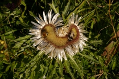 Blumen der Alpen